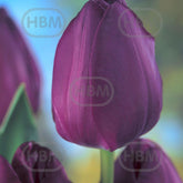 Hectarul - Bulbi de lalea Negrita, 5 bulbi